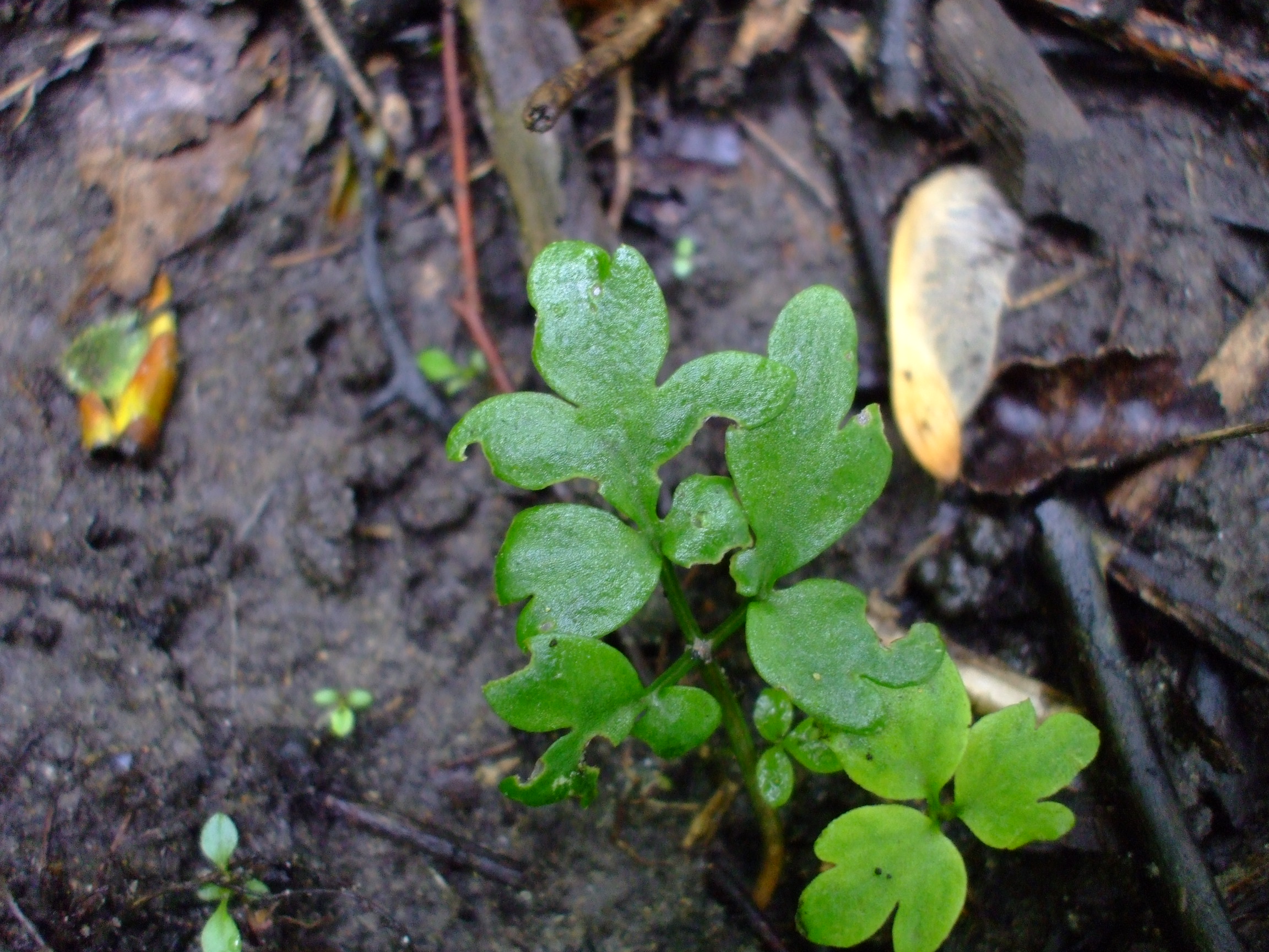 Adoxa moschatellina